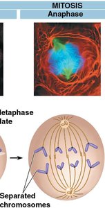 Anaphase