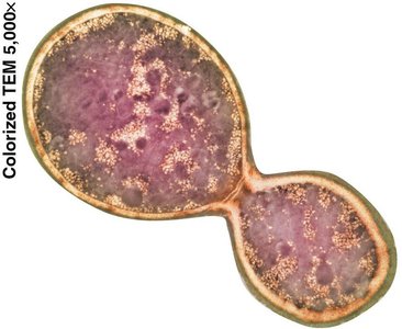 Asexual Reproduction from budding Yeast Cell