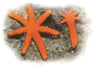 Asexual Reproduction via Fragmentation and Regeneration