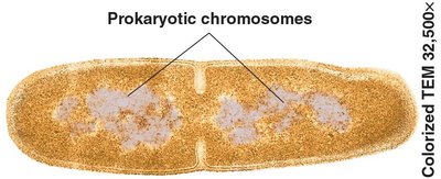 Prokaryotic chromosomes during binary fission
