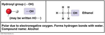 Hydroxyl group details
