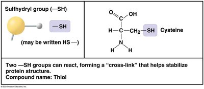 Sulfhydryl group details