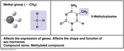 Methyl group details