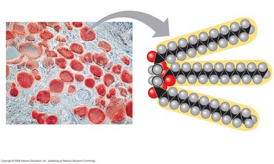 Fat droplets and fat molecule structure