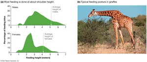 Giraffe feeding behavior and neck length data