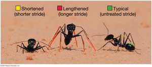 Desert ants with manipulated leg lengths