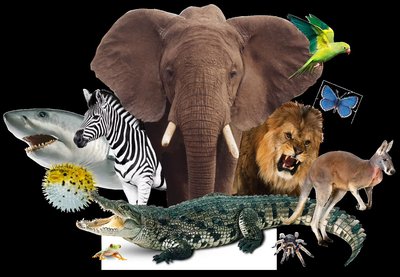 Diversity of animal forms