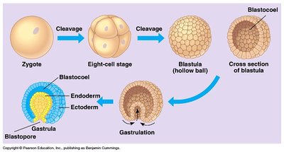 Embryonic development stages