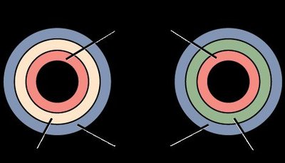 Diploblastic vs. triploblastic tissue layers
