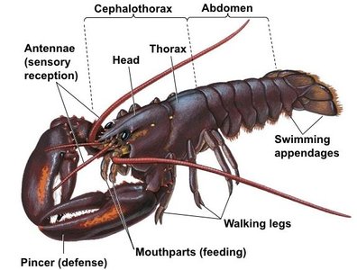 Segmentation in animals