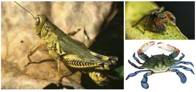 Exoskeleton examples