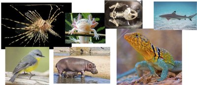 Endoskeleton examples