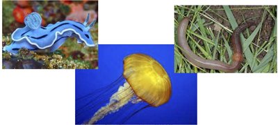 Hydrostatic skeleton diagram