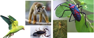 Paired appendages for locomotion