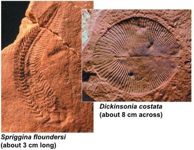 Ediacaran fossils: Spriggina floundersi and Dickinsonia costata