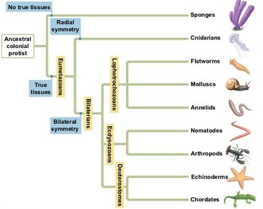 Animal phylogenetic tree
