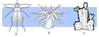 Types of symmetry: bilateral, radial, asymmetry