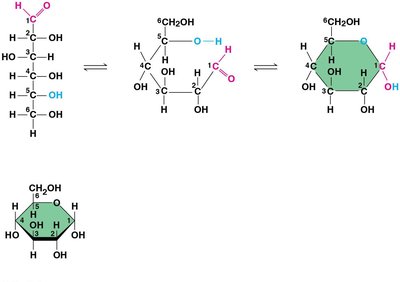 Linear and ring forms of glucose