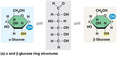 Alpha and beta glucose ring structures