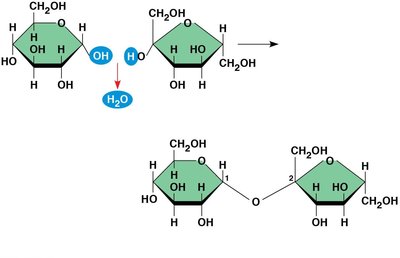 Formation of disaccharide (glycosidic linkage)