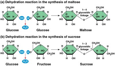 Important disaccharides: maltose and sucrose