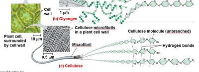 Cellulose structure and microfibrils