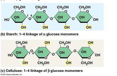 Alpha and beta glucose linkages