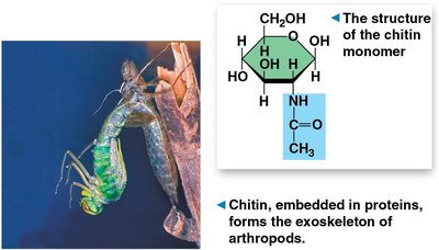 Chitin structure and function