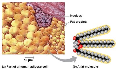 Fat molecule and adipose cell