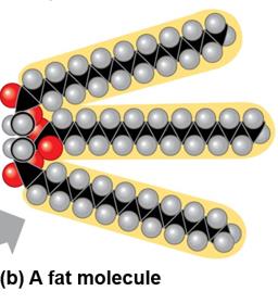 Fat molecule structure