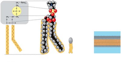 Phospholipid structure
