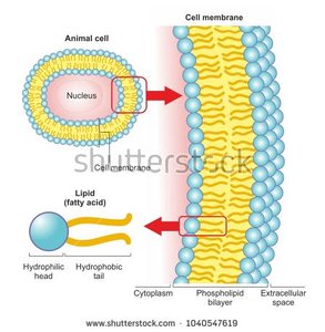 Phospholipid bilayer in cell membrane