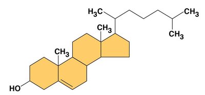 Steroid structure: cholesterol