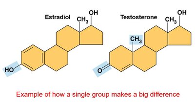 Estradiol and testosterone: functional group differences