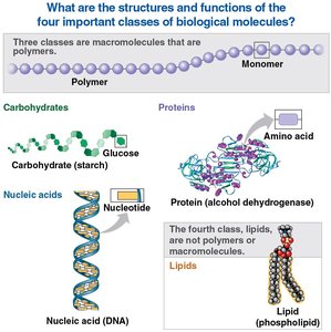 Four classes of biological molecules