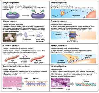 Protein functions