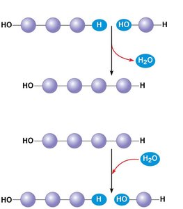 Dehydration and hydrolysis reactions