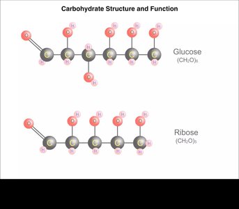 Carbohydrate structure: glucose and ribose