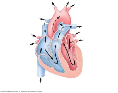 Structure of the mammalian heart