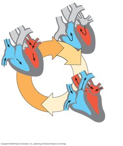 Cardiac cycle phases