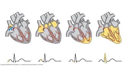 Electrical conduction in the heart