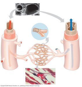Structure of arteries, veins, and capillaries