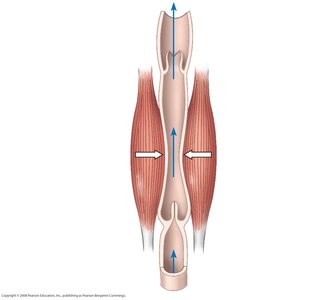 Venous return aided by skeletal muscle