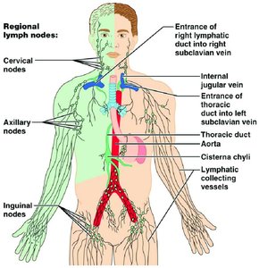 Lymphatic system in the human body