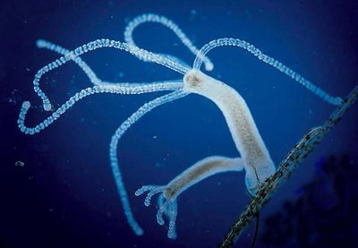 Hydra organism
