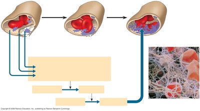 Blood clotting process