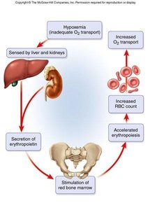 Erythropoietin regulation of red blood cell production
