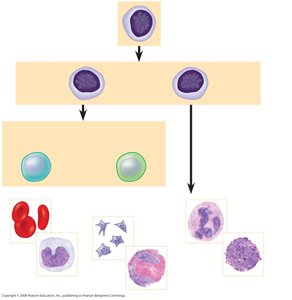 Blood cell lineages from stem cells