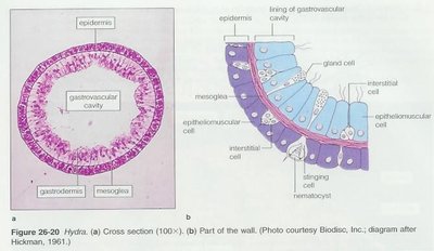 Hydra cross-section and gastrovascular cavity
