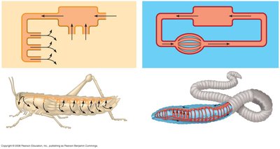 Open and closed circulatory systems